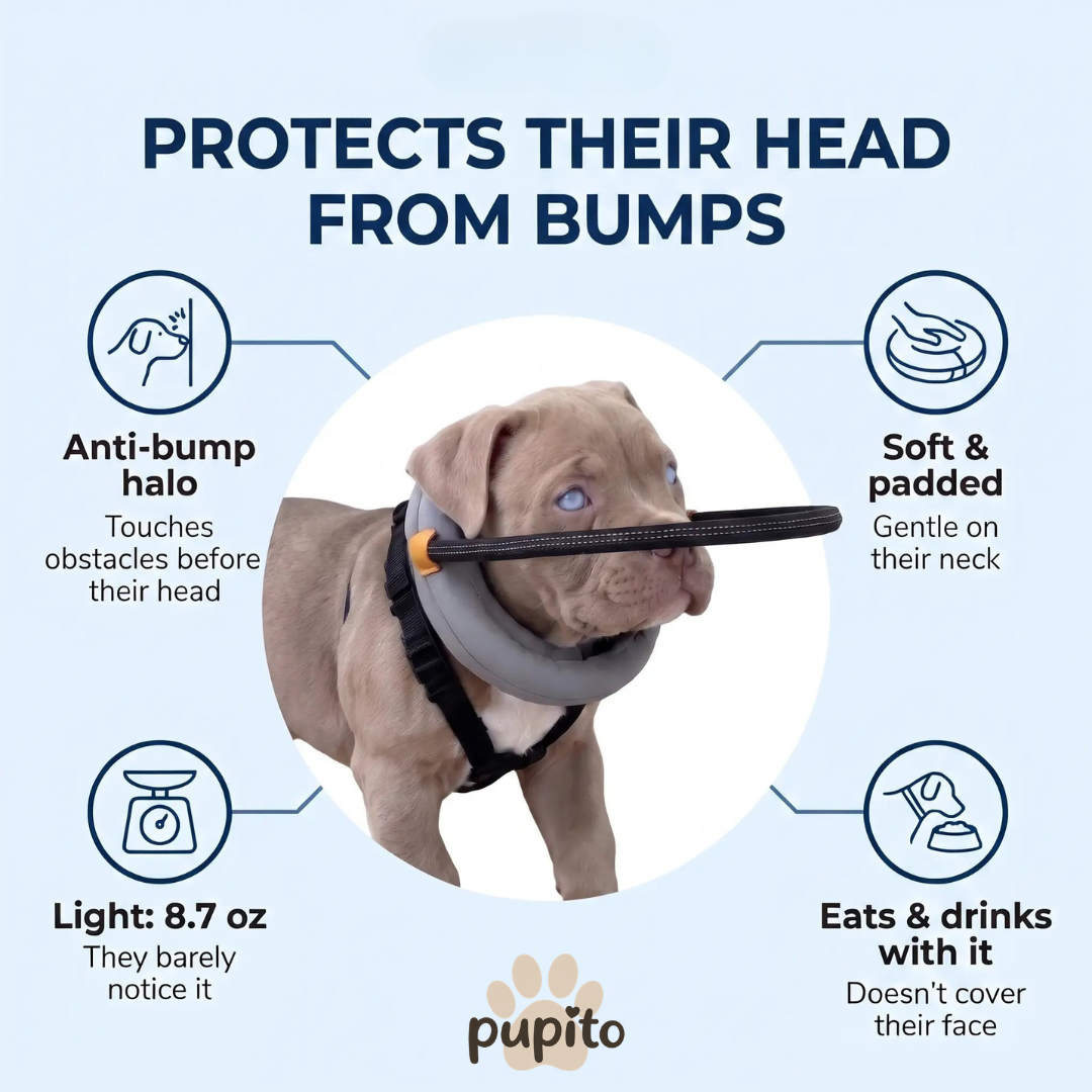 Pupito™ Blinder-Hunde-Halo